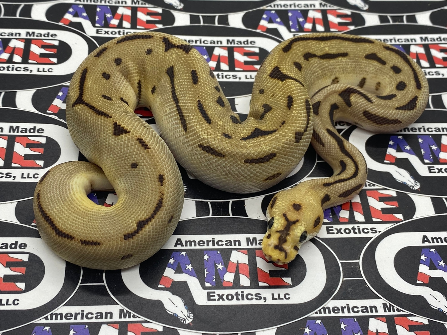 Clown Leopard Fire Spider (Wobbles) Ball Python by American Made ...
