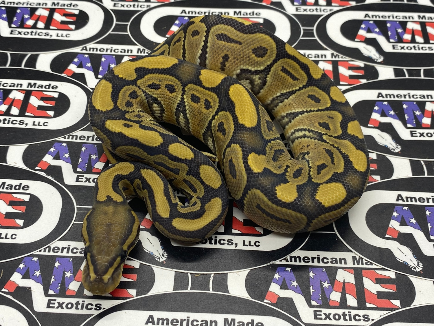 Hypo 100% Het VPI Axanthic Ball Python by American Made Exotics, LLC ...
