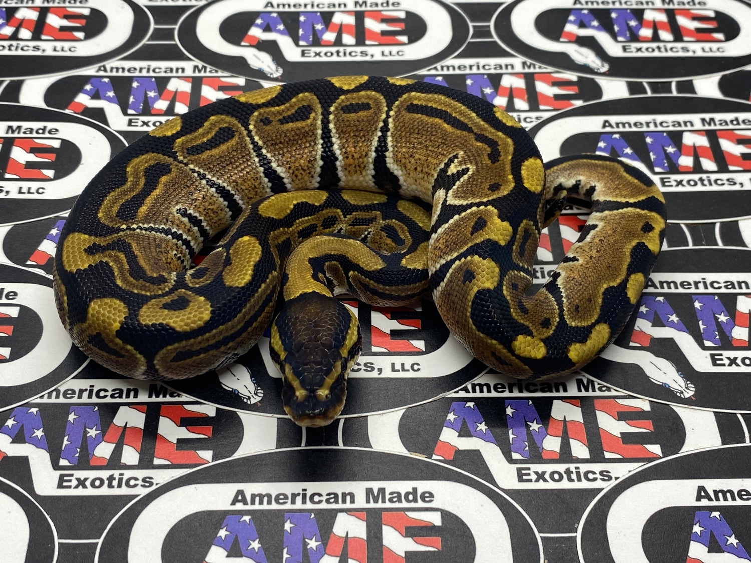 100% Het Tristripe Ball Python by American Made Exotics, LLC - MorphMarket