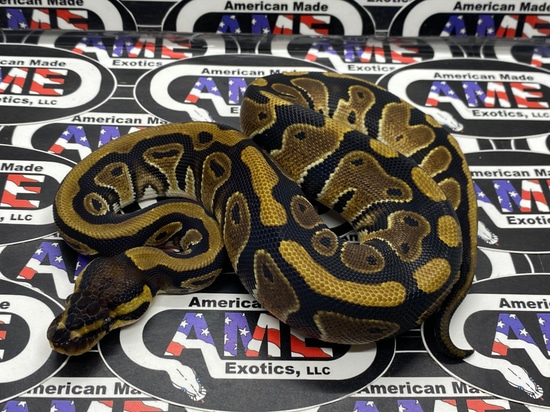 100 Het Clown 100 Het Pied Ball Python By American Made Exotics LLC 