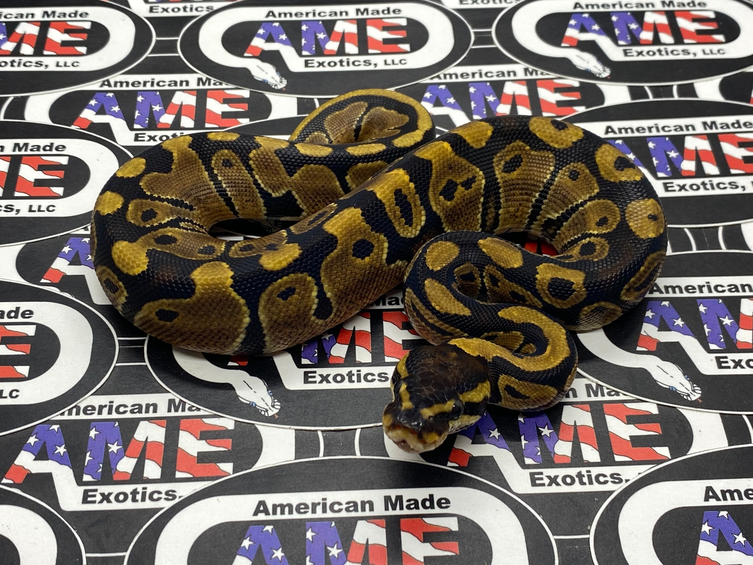 100% Het Sunset Ball Python by American Made Exotics, LLC - MorphMarket