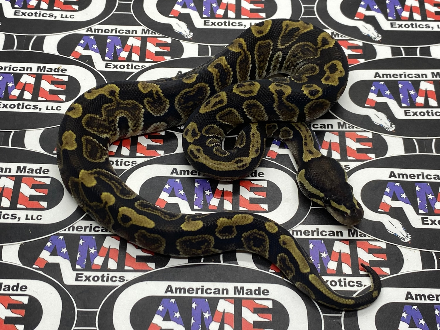 Ghi 100% Het VPI Axanthic 100% Het Hypo Ball Python by American Made ...