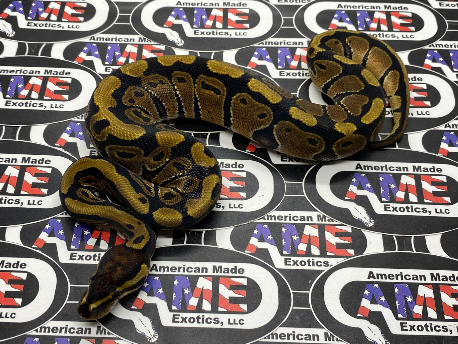 100% Het Sunset Ball Python by American Made Exotics, LLC - MorphMarket