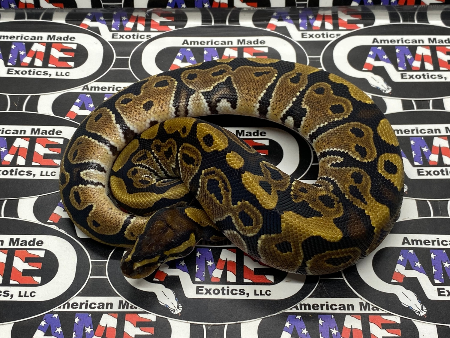 100% Het Sunset Ball Python by American Made Exotics, LLC - MorphMarket