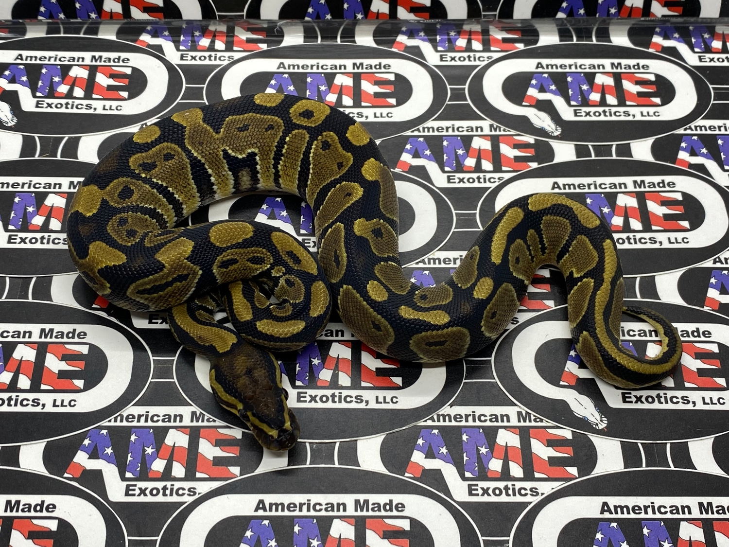 100% Het Hypo 100% Het Pied 100% Het VPI Axanthic Ball Python by ...