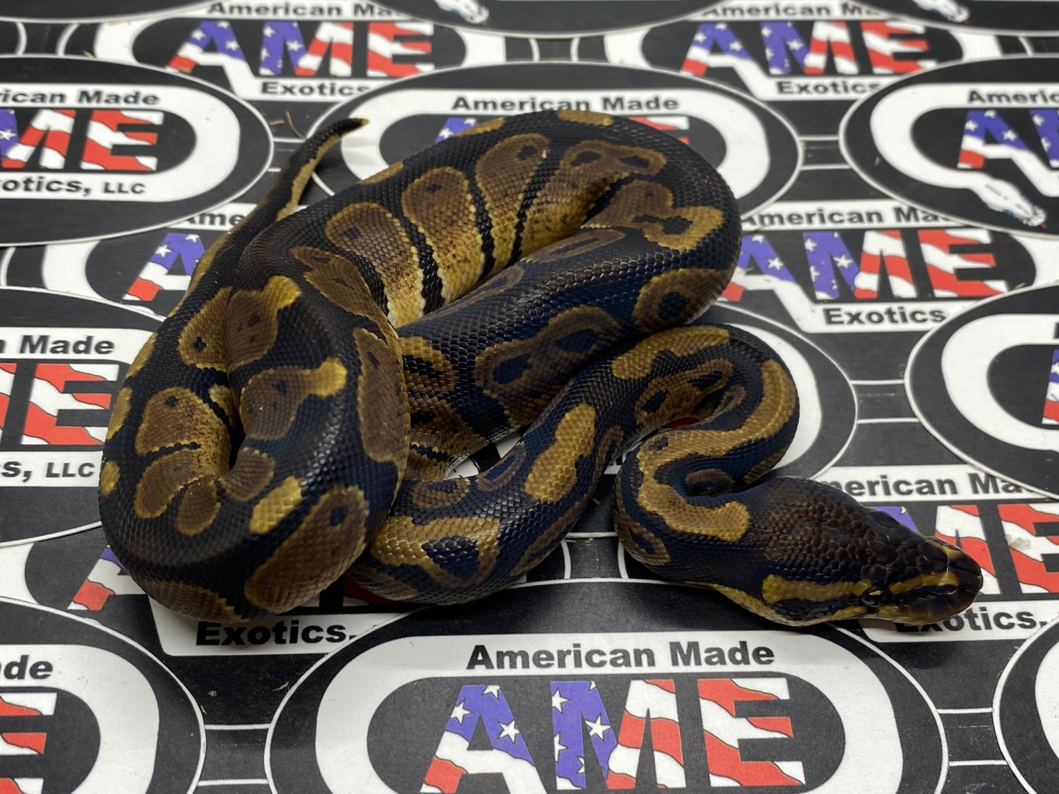 100% Het Sunset Ball Python by American Made Exotics, LLC - MorphMarket