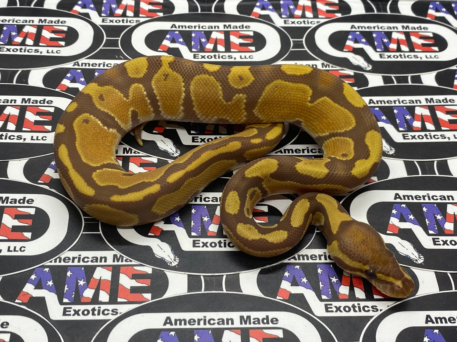 Ultramel 100% Het Pied Ball Python by American Made Exotics, LLC ...
