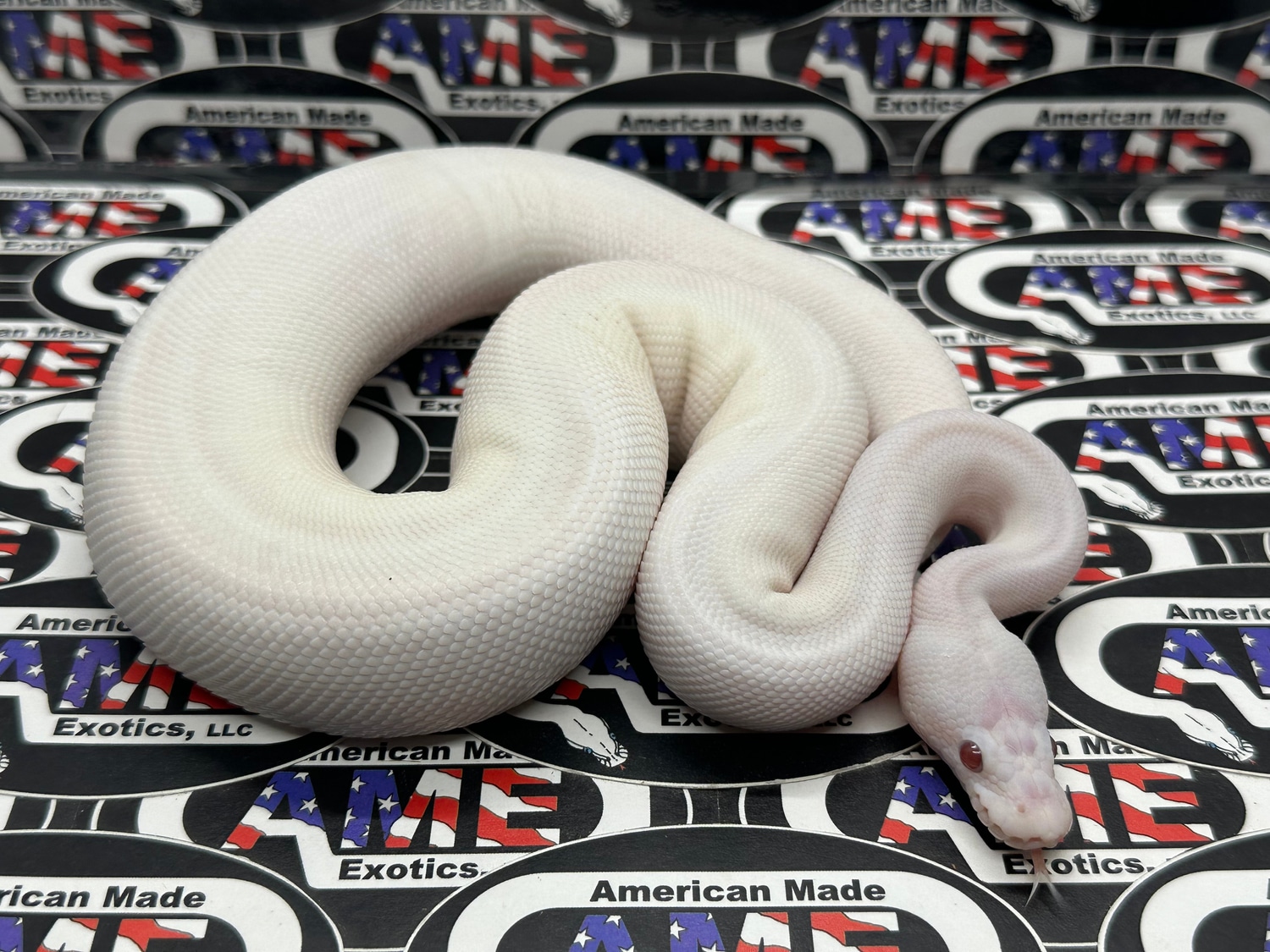 Dreamsicle Spider Possible Leopard Possible Fire (Does Wobble) Ball