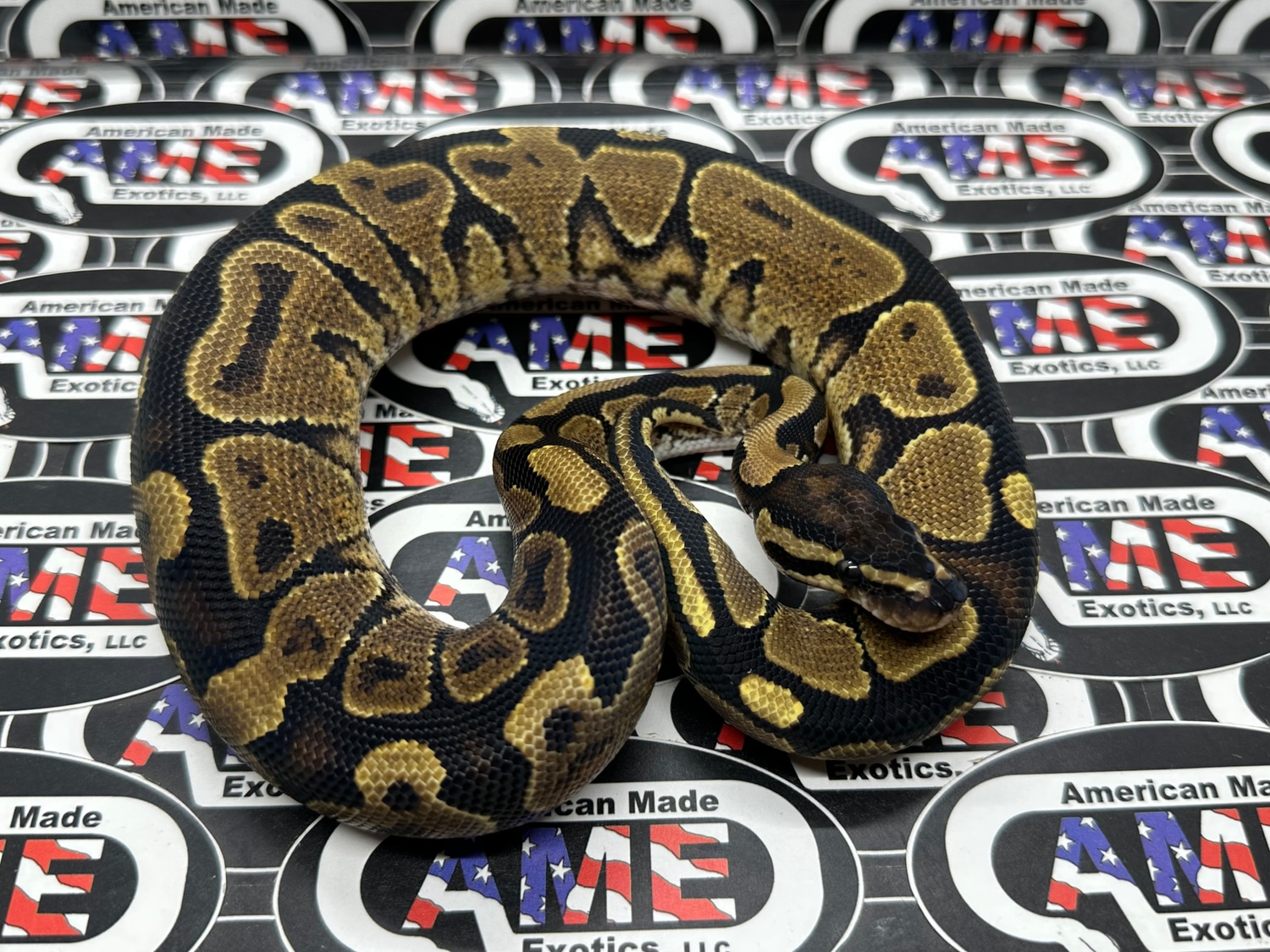 Yellowbelly 100 Het Paint Ball Python by American Made Exotics, LLC