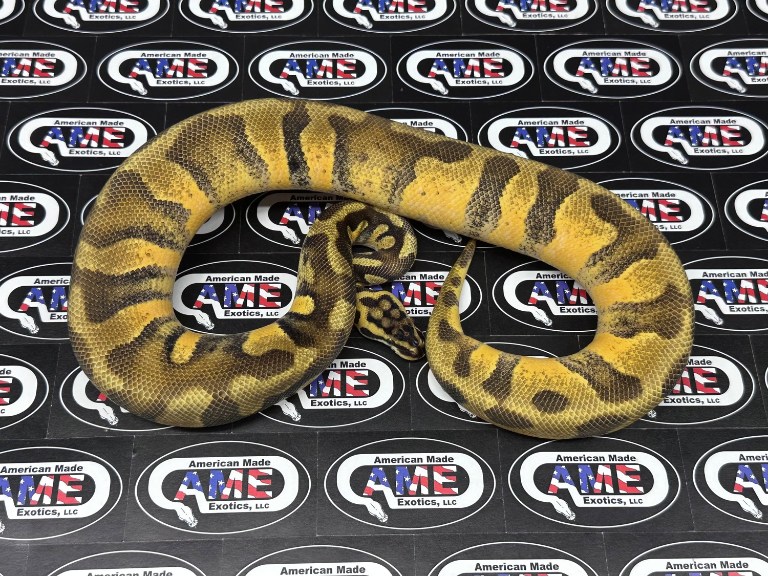 Stranger Pastel Enchi (Probable Super Enchi) 50% Pos Het Clown Ball ...