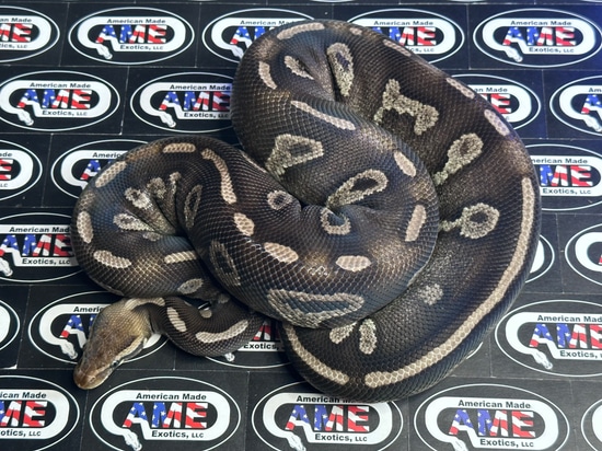 Chocolate Mojave Ball Python by American Made Exotics, LLC