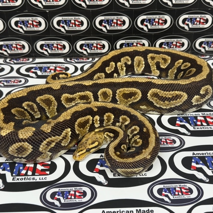 Fm Cypress Spotnose YellowBelly Ball Python