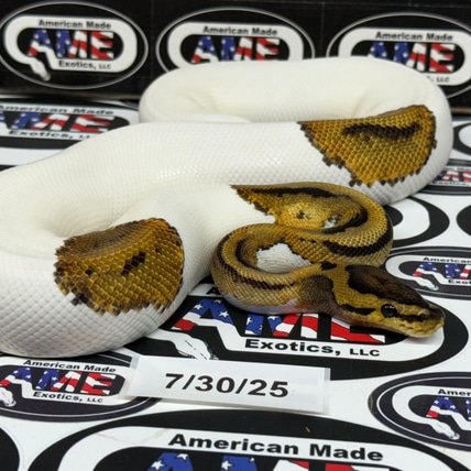 Crypton Pied Het Ultramel (Ready To Breed) Ball Python