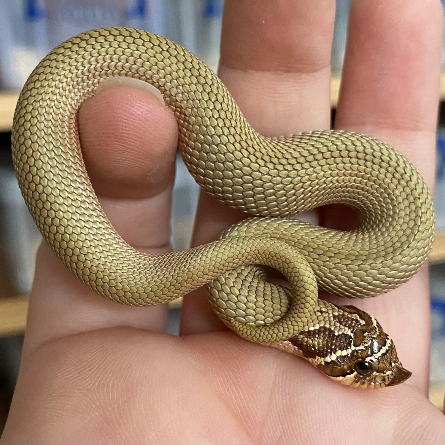 Superconda 66 Het Coral Western Hognose by AML Reptiles MorphMarket