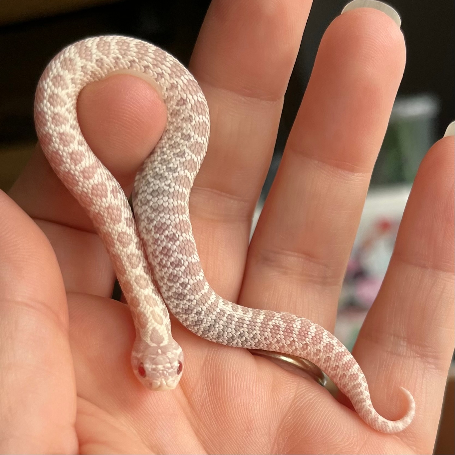 Snow 100% het Caramel 66% het Hypo Profile Picture