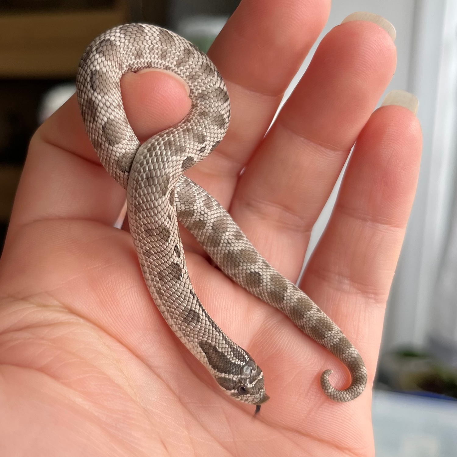 Axanthic Anaconda 100% het Snow Profile Picture