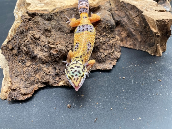 Mack Snow Leopard Gecko by AMN Reptiles