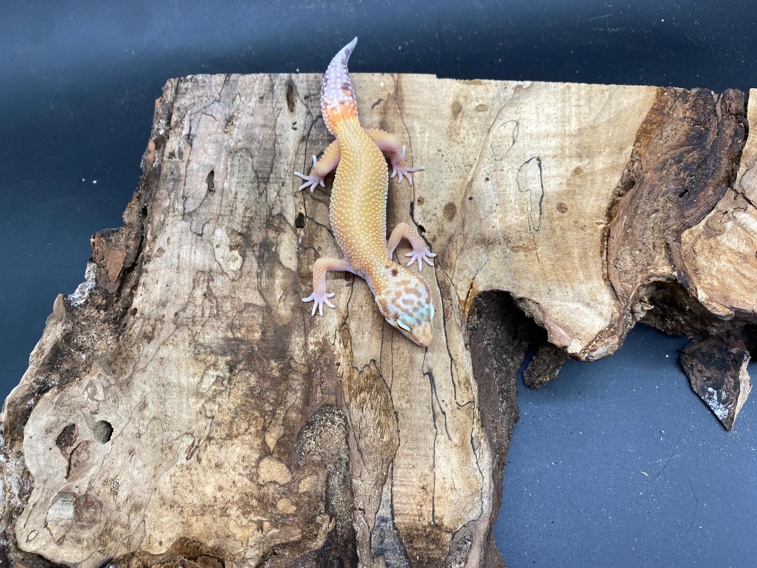 W/Y Mack Snow Raptor Leopard Gecko by AMN Reptiles - MorphMarket