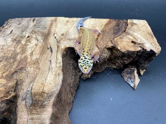 Mack Snow Eclipse Tangerine Leopard Gecko by AMN Reptiles