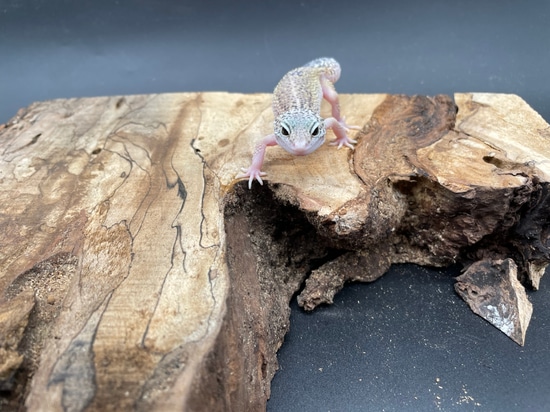 Mack Snow Eclipse Pos Het Murphys Patternless Leopard Gecko by AMN Reptiles