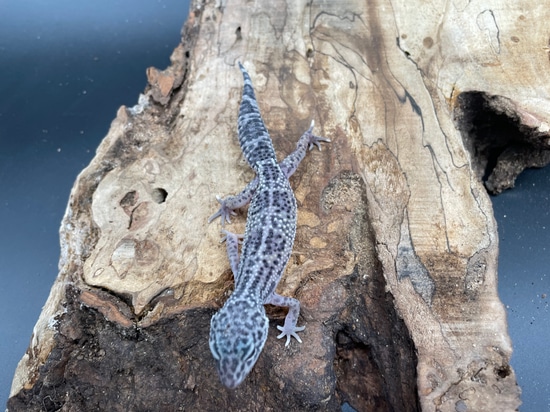 Mack Snow Eclipse Pos Het Murphys Patternless Leopard Gecko by AMN Reptiles