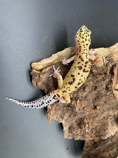 Mack Snow Het Murphys Patternless Leopard Gecko by AMN Reptiles