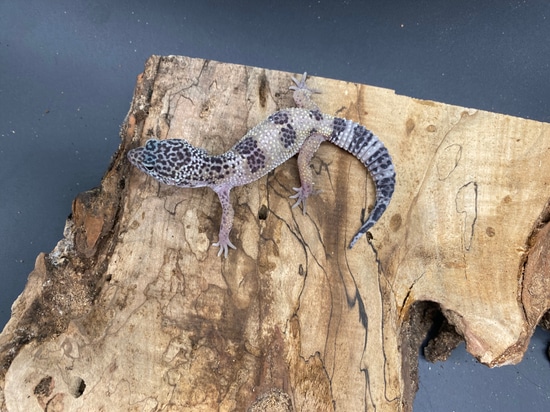 Mack Snow Het Eclipse Leopard Gecko by AMN Reptiles