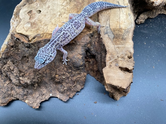 Mack Snow Het Eclipse Leopard Gecko by AMN Reptiles