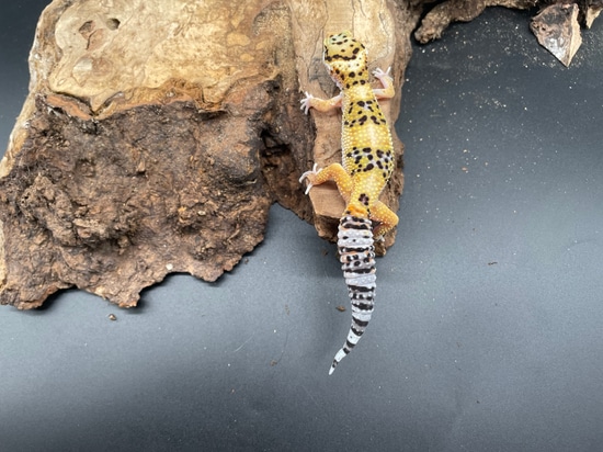 Mack Snow Pos Tangerine Leopard Gecko by AMN Reptiles
