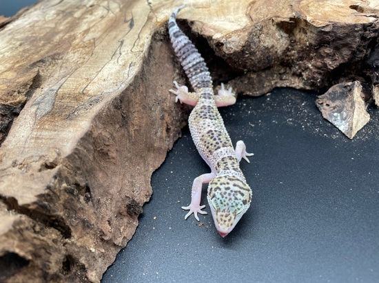Mack Snow Eclipse Leopard Gecko by AMN Reptiles