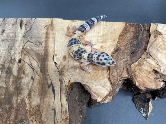 Mack Snow Pos Tangerine Leopard Gecko by AMN Reptiles