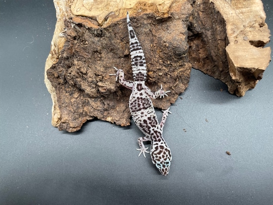 Mack Snow Eclipse Leopard Gecko by AMN Reptiles