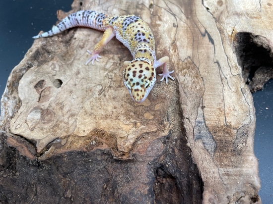 W/Y Hypo Mack Snow Eclipse Leopard Gecko by The Triple P Premium Pets