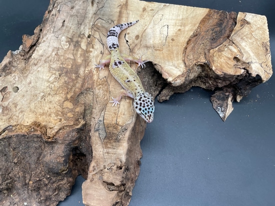 Mack Snow Pos Het Tremper Albino Leopard Gecko by AMN Reptiles