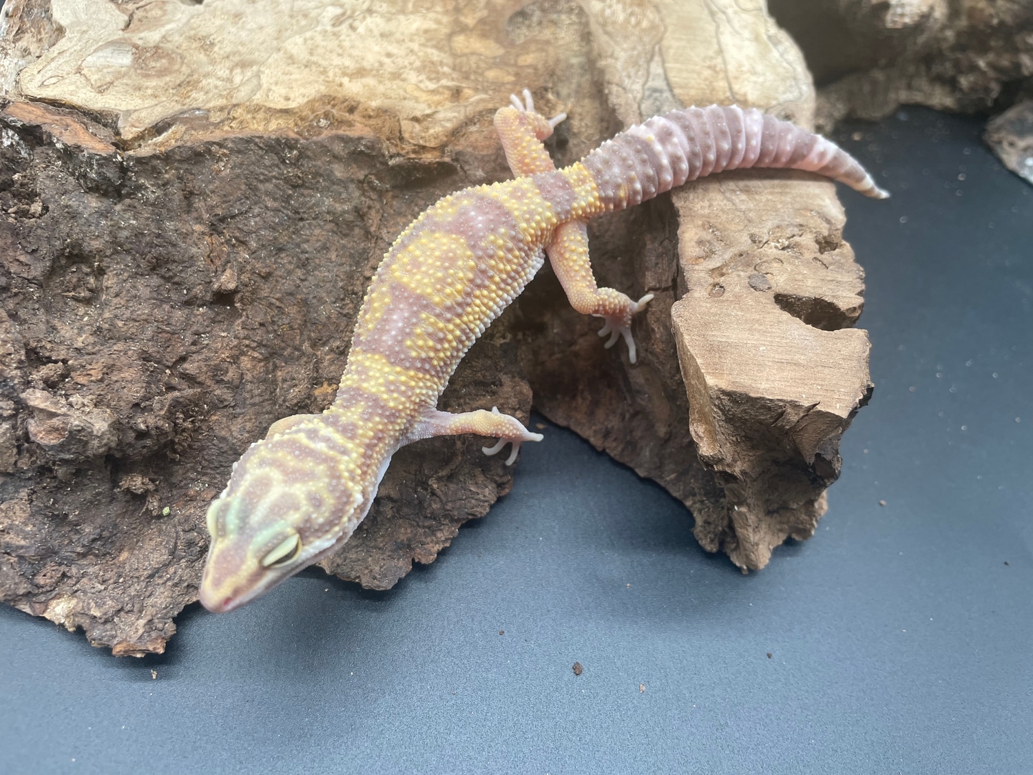 Tangerine Tremper Albino Leopard Gecko by AMN Reptiles MorphMarket