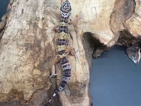 Mack Snow Pos Het Bell Albino Leopard Gecko by AMN Reptiles