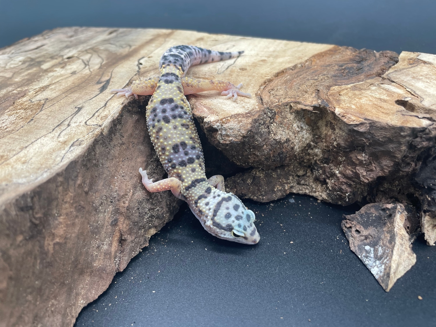Mack Snow Pos Het Tremper Albino Leopard Gecko by AMN Reptiles ...