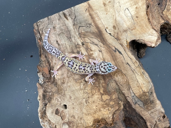 Mack Snow Het Eclipse Leopard Gecko by AMN Reptiles