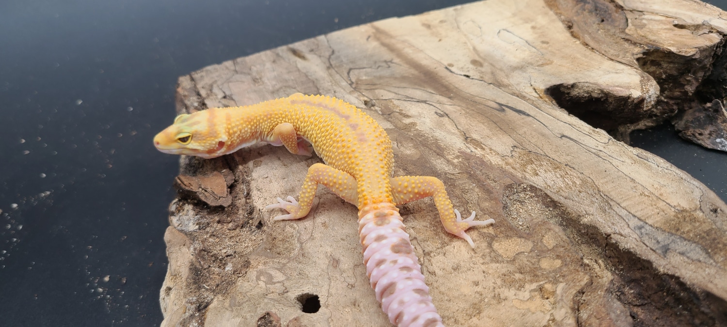 White & Yellow Mack Snow Raptor Leopard Gecko by AMN Reptiles - MorphMarket
