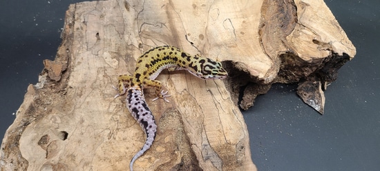FREE SHIPPING Dark Mack Snow Leopard Gecko by AMN Reptiles