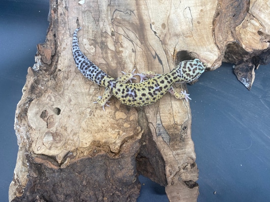 Mack Snow Leopard Gecko by AMN Reptiles