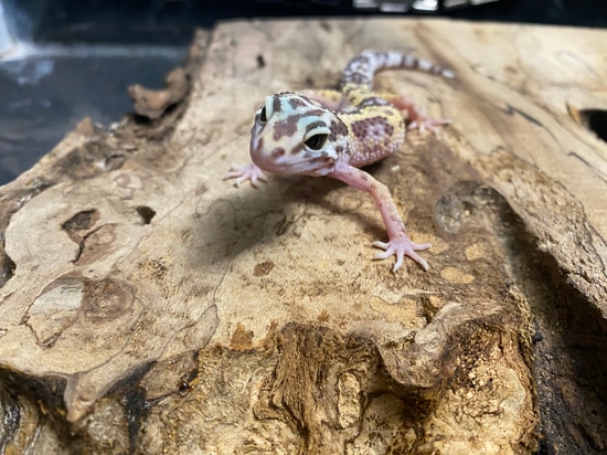 Mack Snow Tremper Albino Leopard Gecko by AMN Reptiles