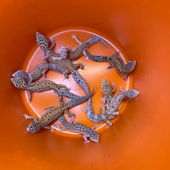 FREE SHIPPING ️ Group Of 10 Mack Snow Eclipse Pos Het Bell Albino