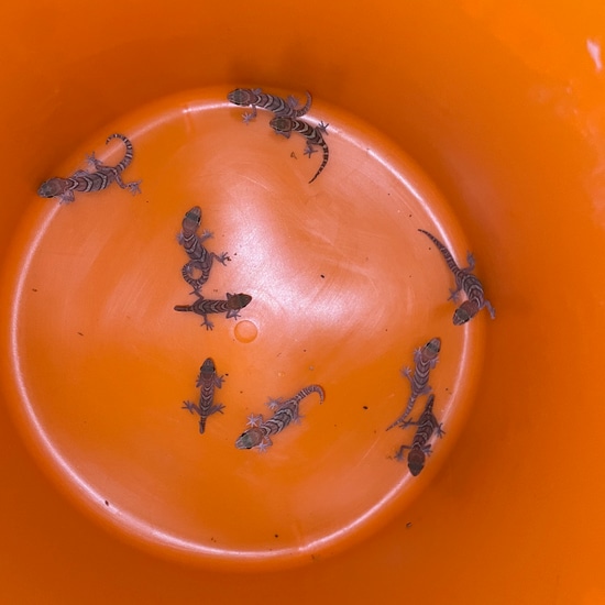 Pitus Gecko Group Of 10 Pictus Geckos (Panther Geckos) More Gecko by The Triple P ...