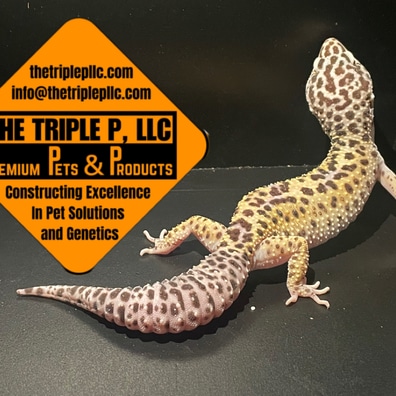 その他 Leopard Geckos BANDAI Smooth knob-tailed & Leopard Gecko All 5 Types Set