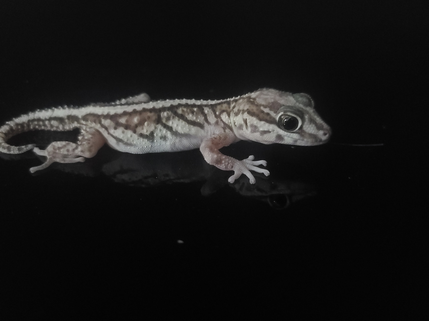 Pitus Gecko Bold Stripe Pictus Gecko (Panther Gecko)