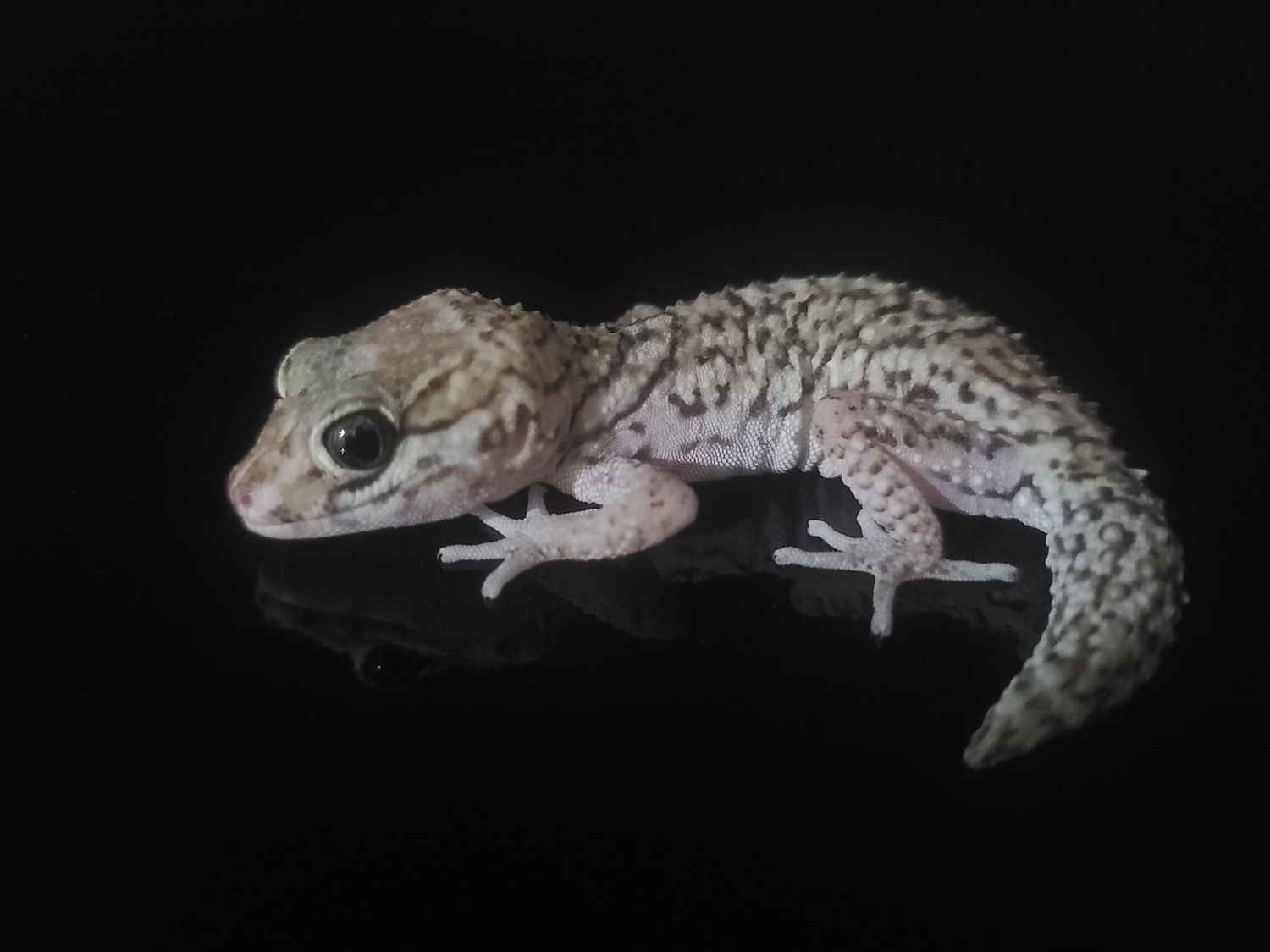 Pitus Gecko Pictus Gecko (Panther Gecko) NO RESERVE