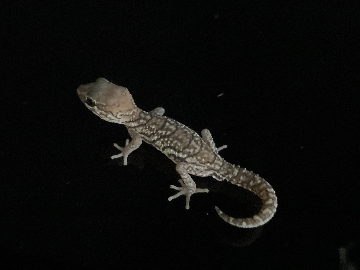 Pitus Gecko Pictus Gecko (Panther Gecko)