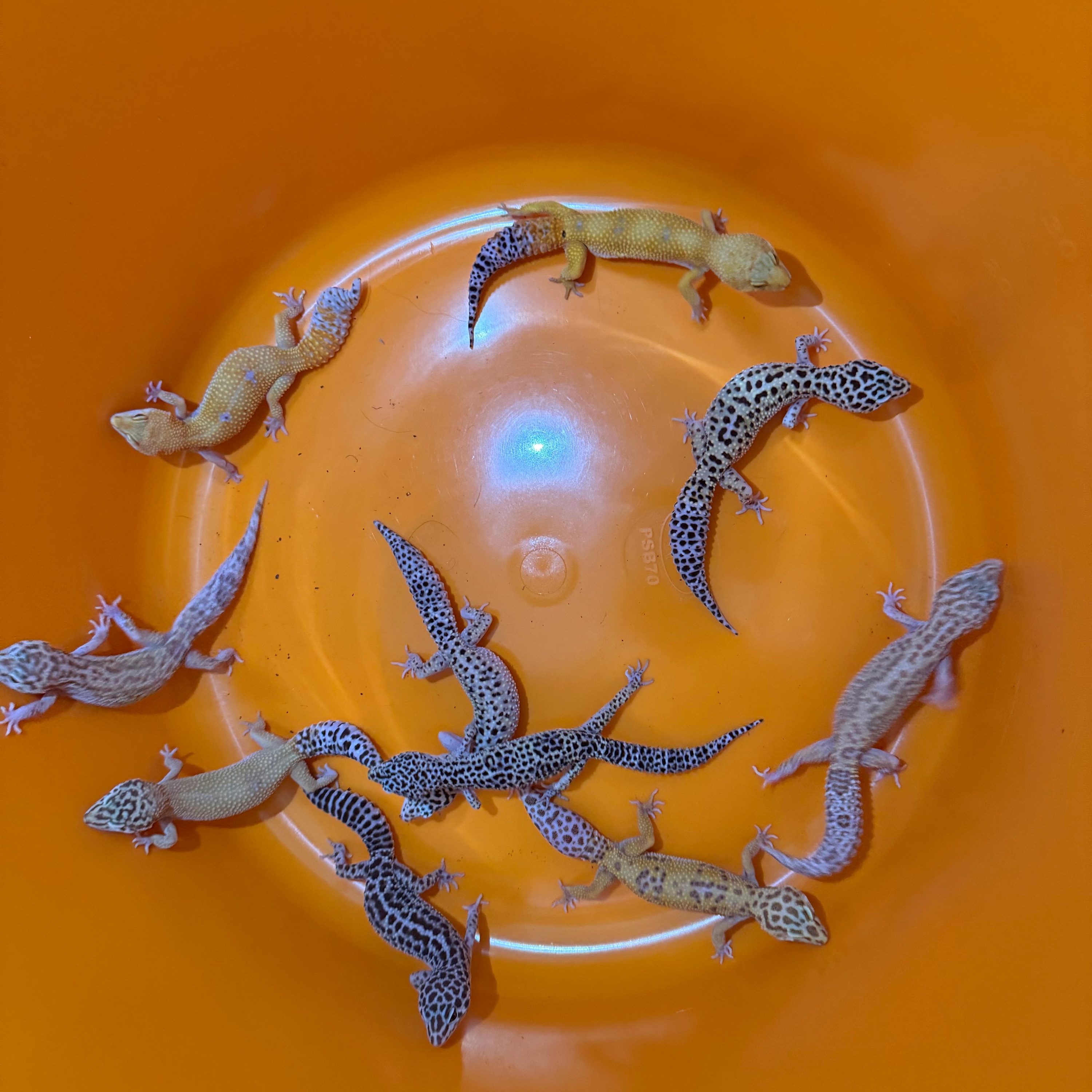 その他 Leopard Geckos 2023 2.8 Group Of Leopard Geckos (1 Pet Only) Leopard Geckos