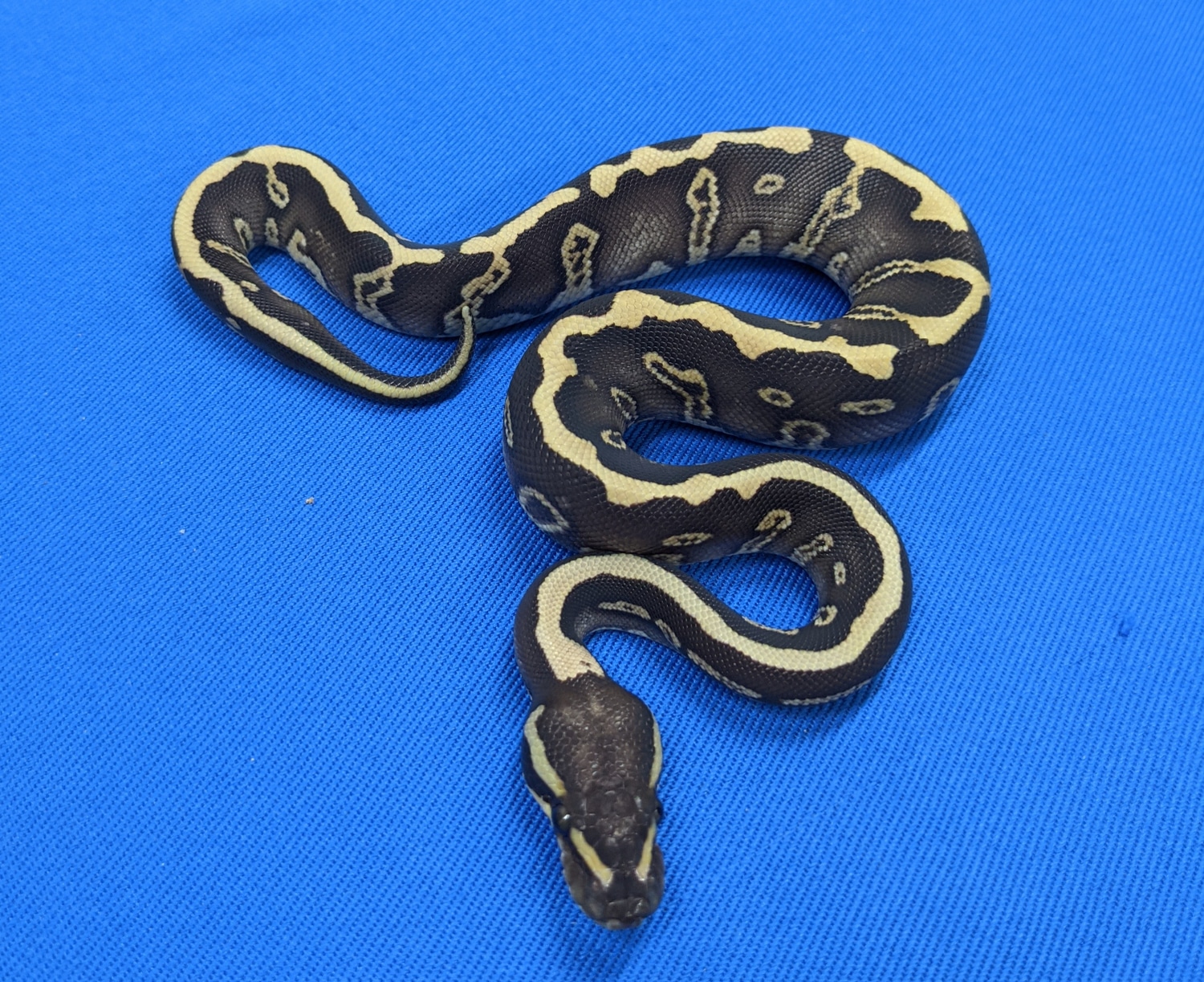 Acid GHI Lesser 50% Het Clown Ball Python by Amos Reptiles - MorphMarket